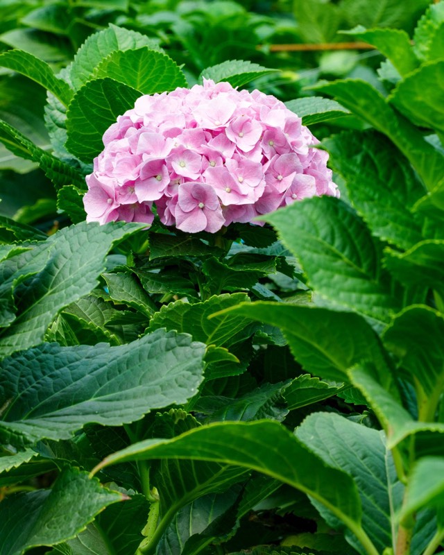 Lilac Hydrangea
